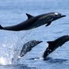 delfin