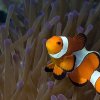 nemo
